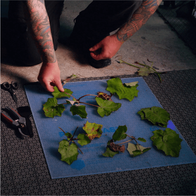 Scanning Vegetation Using the Quixel Vegetation Scanner | Tutorial